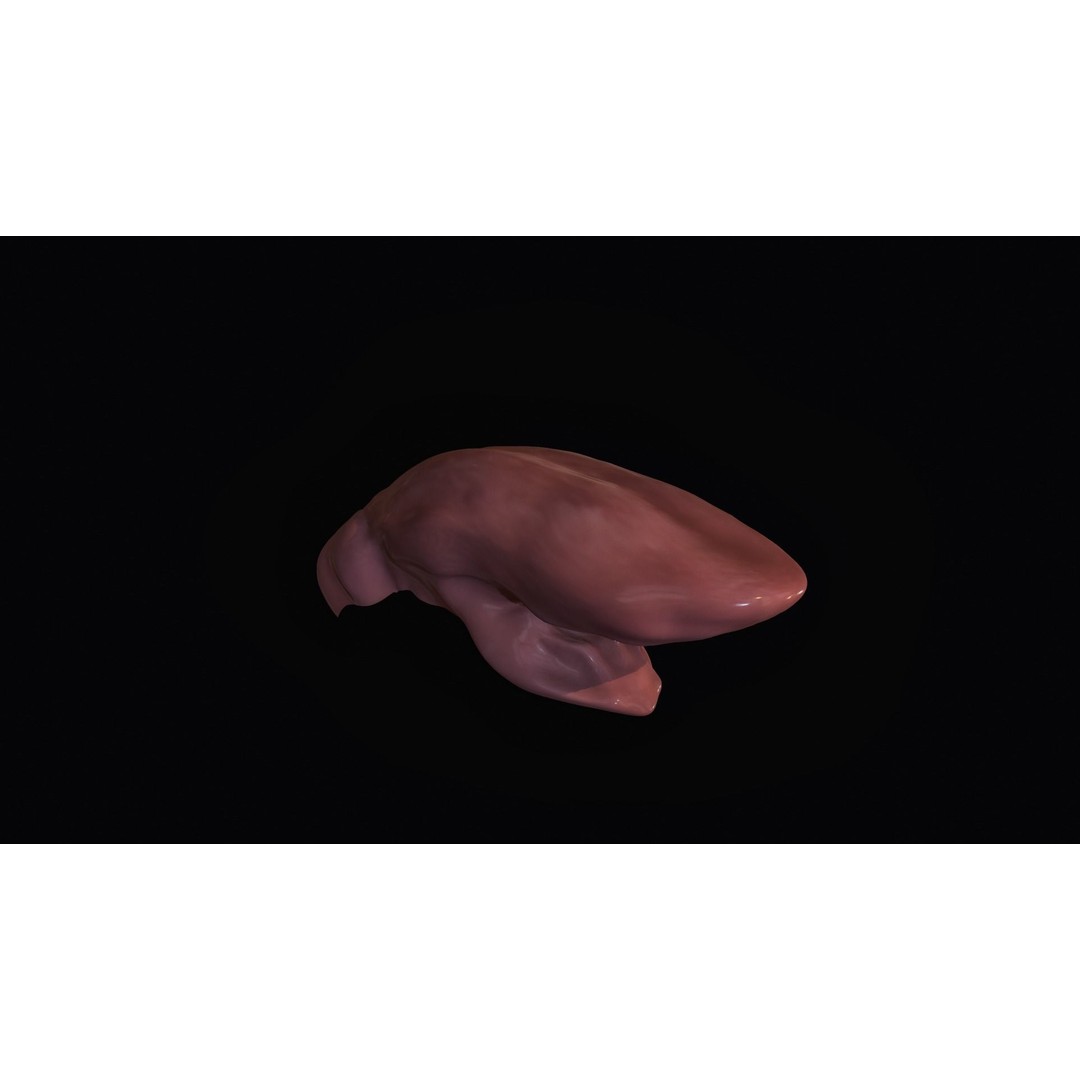 Teeth 3D Model – Low Poly Character Mouth with Animation - View 12