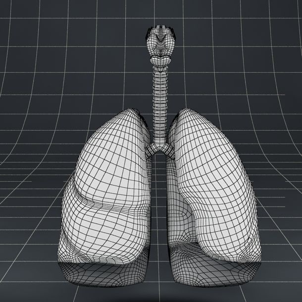 Pulmonary Alveolus 3D Model – Human Anatomy Asset, FBX & OBJ