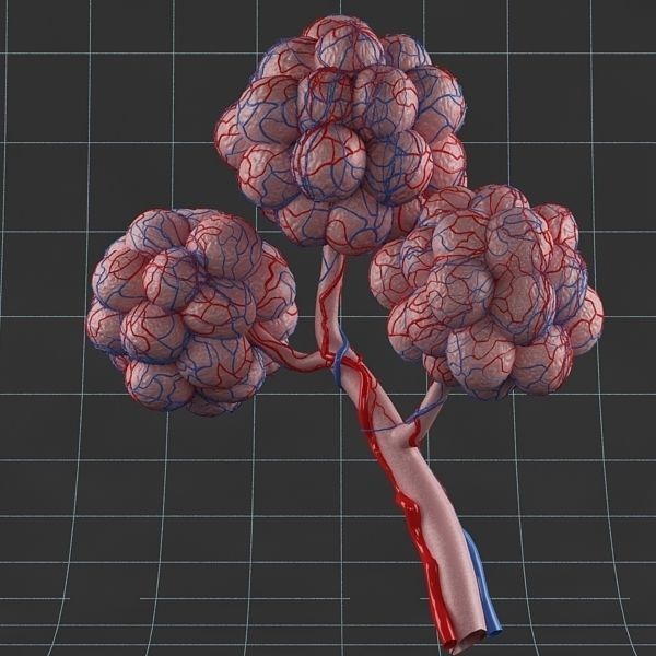 Pulmonary Alveolus 3D Model – Human Anatomy Asset, FBX & OBJ - View 14