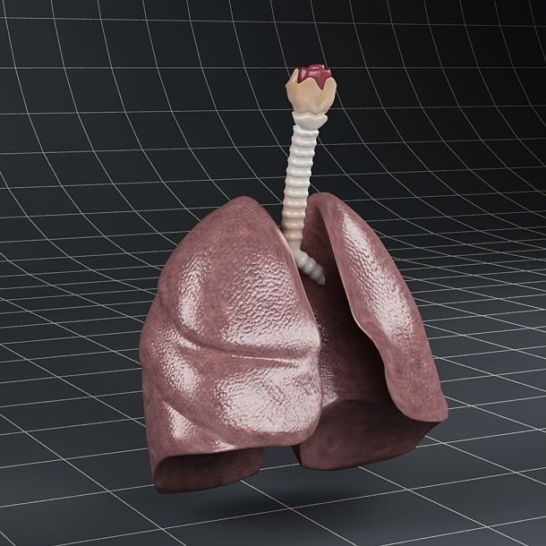 Pulmonary Alveolus 3D Model – Human Anatomy Asset, FBX & OBJ - View 15