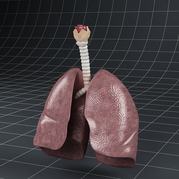 Pulmonary Alveolus 3D Model – Human Anatomy Asset, FBX & OBJ - View 17