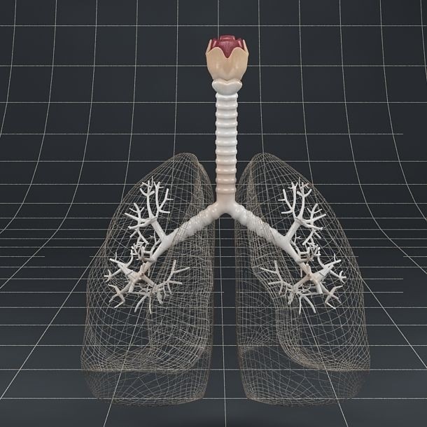 Pulmonary Alveolus 3D Model – Human Anatomy Asset, FBX & OBJ - View 19