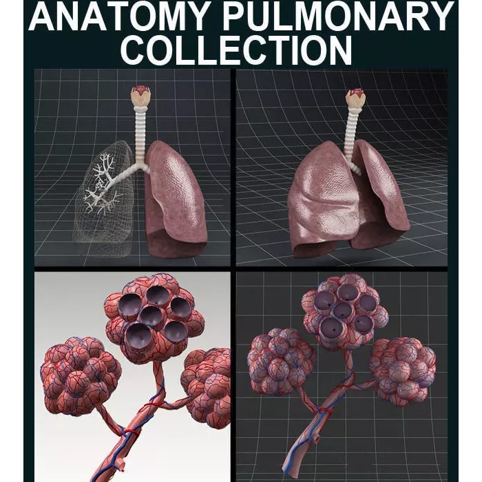Pulmonary Alveolus 3D Model – Human Anatomy Asset, FBX & OBJ - View 2