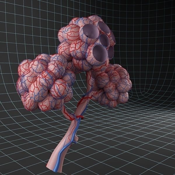 Pulmonary Alveolus 3D Model – Human Anatomy Asset, FBX & OBJ - View 3