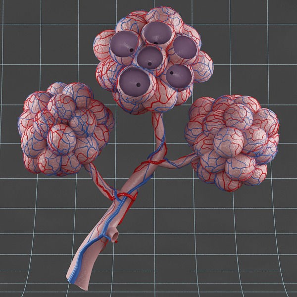 Pulmonary Alveolus 3D Model – Human Anatomy Asset, FBX & OBJ - View 6