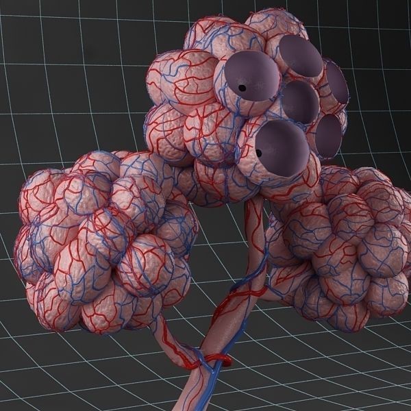 Pulmonary Alveolus 3D Model – Human Anatomy Asset, FBX & OBJ - View 7