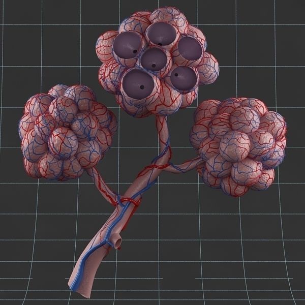 Pulmonary Alveolus 3D Model – Human Anatomy Asset, FBX & OBJ - View 9