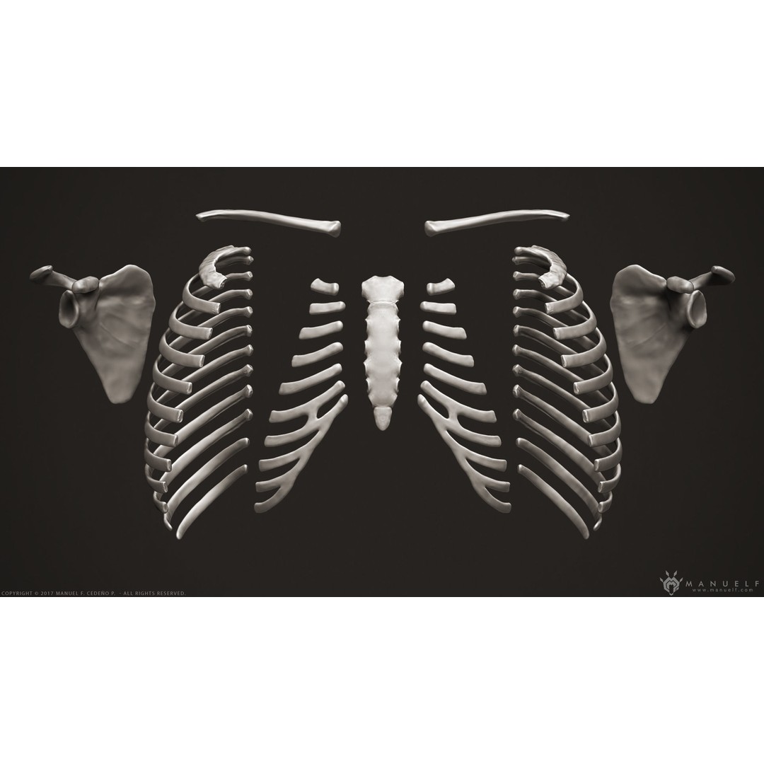 Human Skeleton 3D Model – High Poly Anatomical Sculpture, OBJ