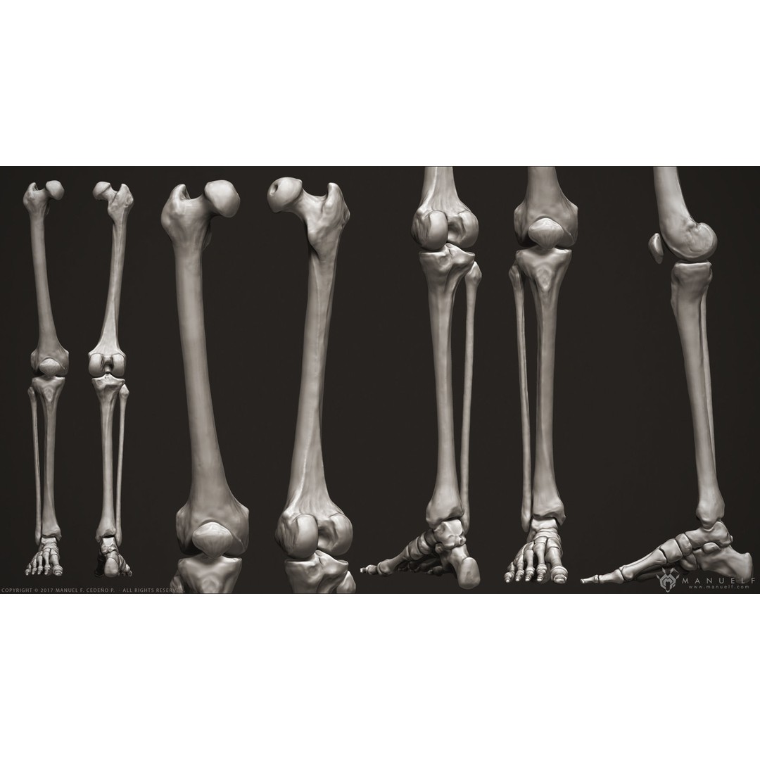 Human Skeleton 3D Model – High Poly Anatomical Sculpture, OBJ - View 10