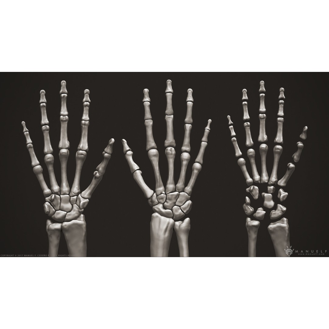 Human Skeleton 3D Model – High Poly Anatomical Sculpture, OBJ - View 11