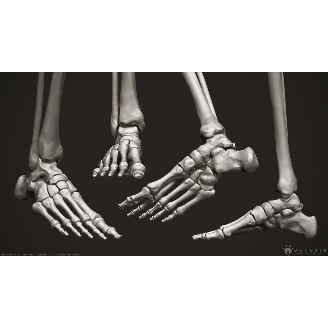 Human Skeleton 3D Model – High Poly Anatomical Sculpture, OBJ - View 12