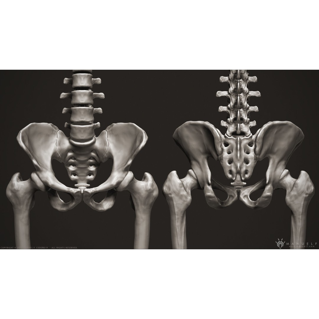 Human Skeleton 3D Model – High Poly Anatomical Sculpture, OBJ - View 14