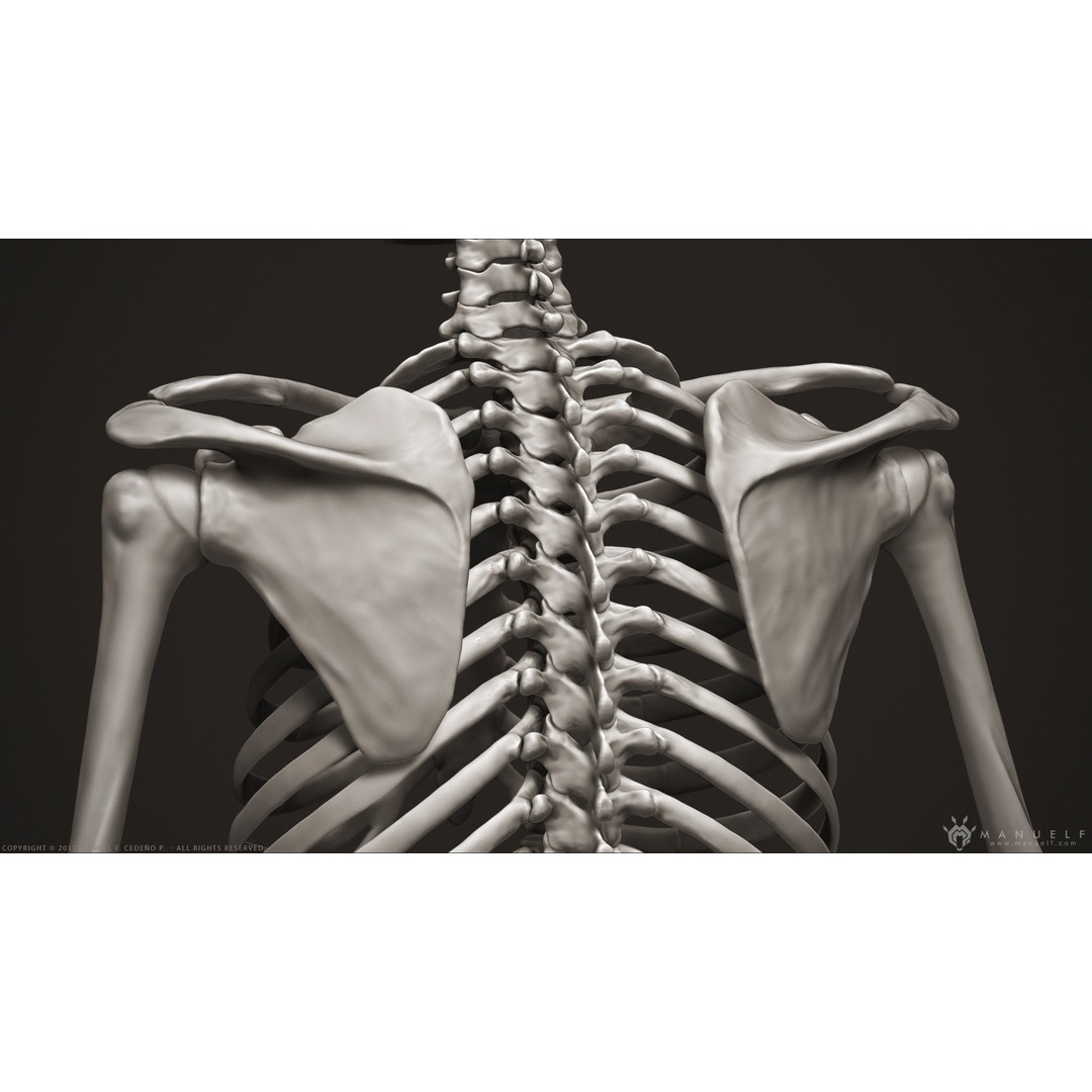 Human Skeleton 3D Model – High Poly Anatomical Sculpture, OBJ - View 15