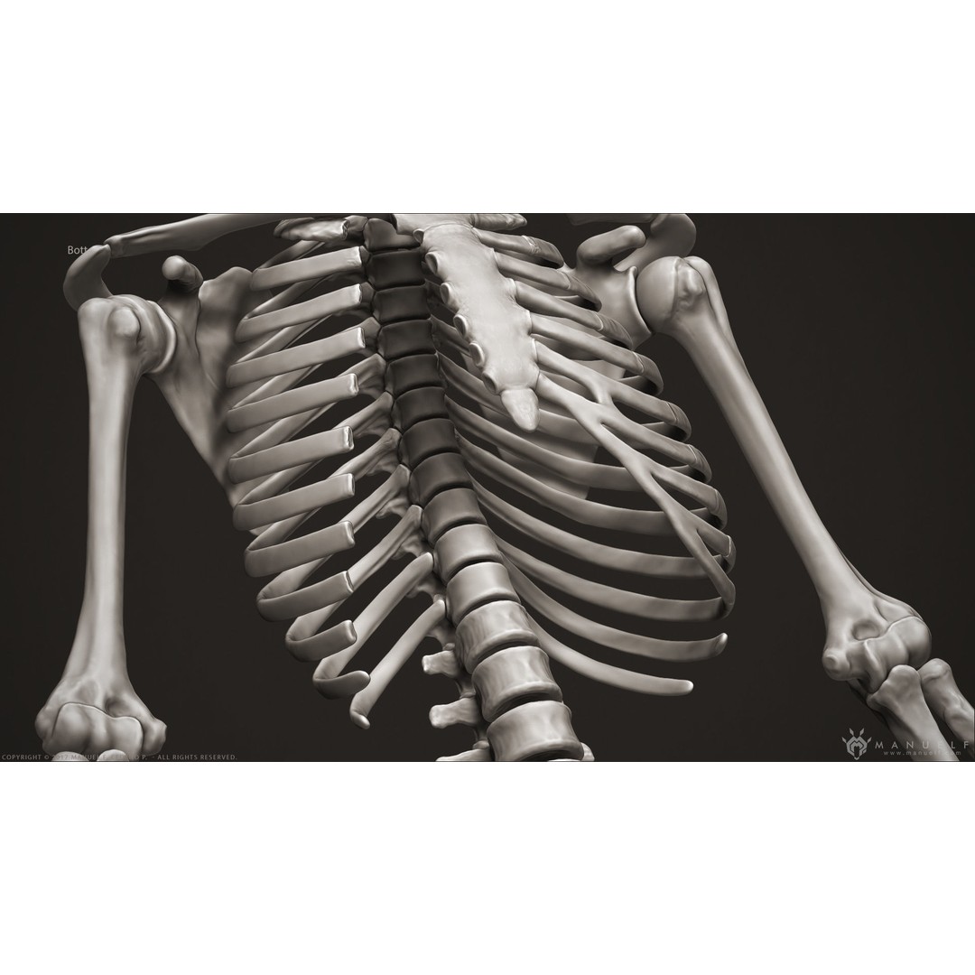 Human Skeleton 3D Model – High Poly Anatomical Sculpture, OBJ - View 16