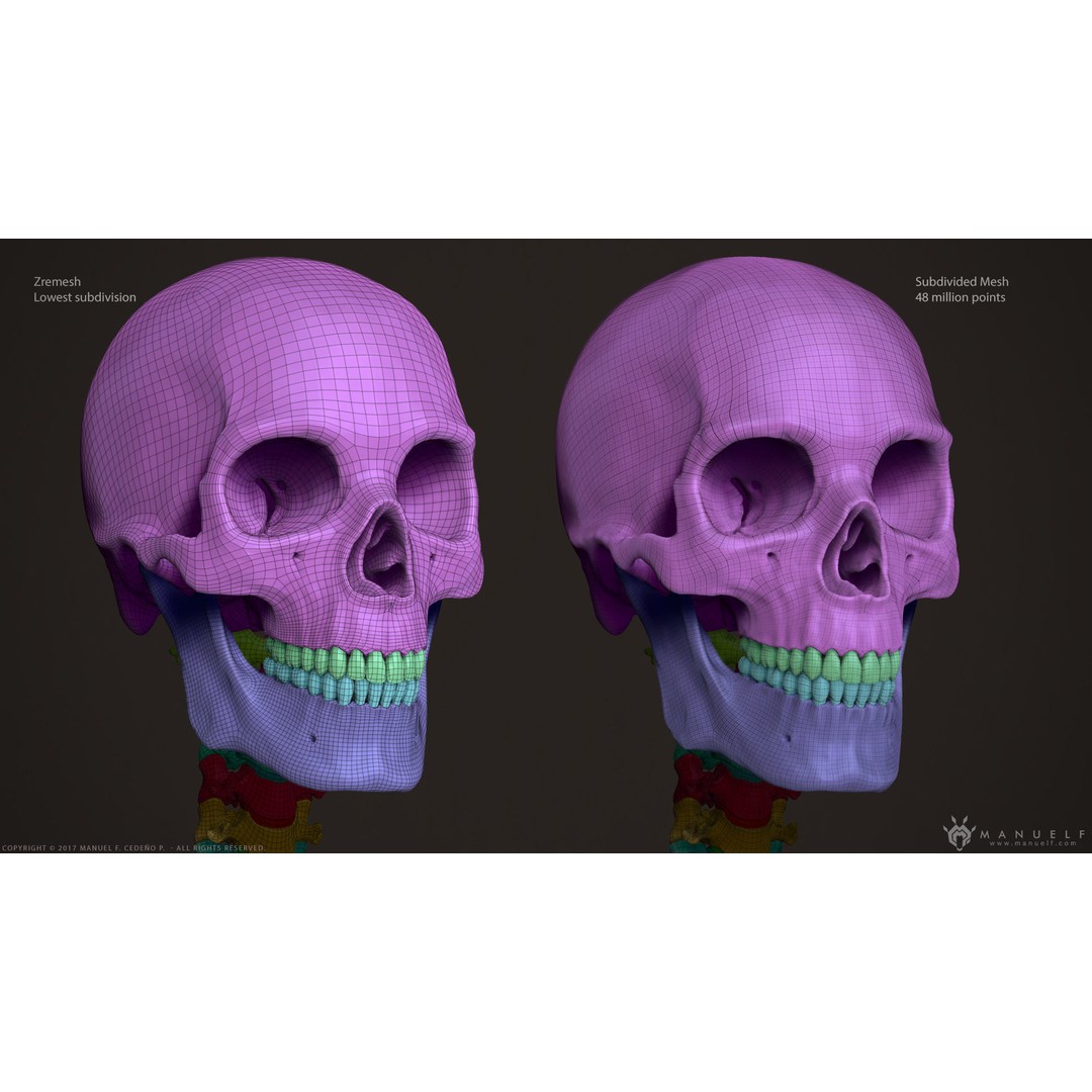 Human Skeleton 3D Model – High Poly Anatomical Sculpture, OBJ - View 18
