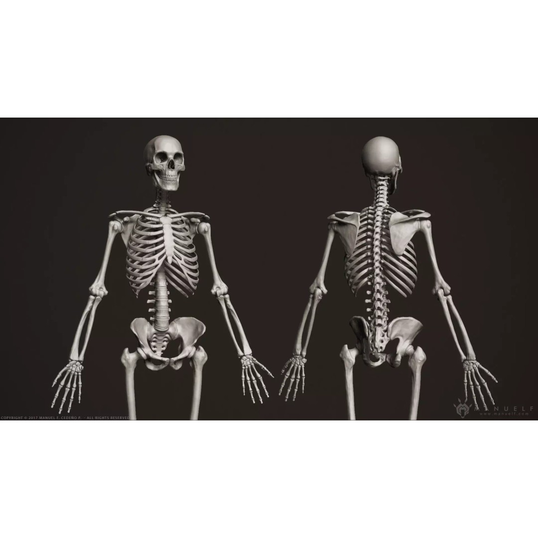 Human Skeleton 3D Model – High Poly Anatomical Sculpture, OBJ - View 2