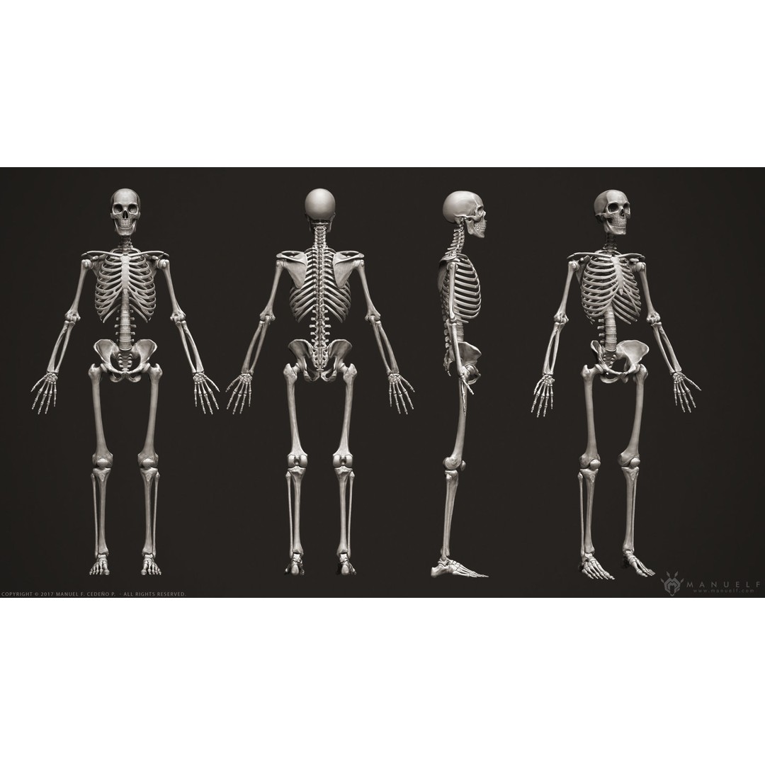 Human Skeleton 3D Model – High Poly Anatomical Sculpture, OBJ - View 3
