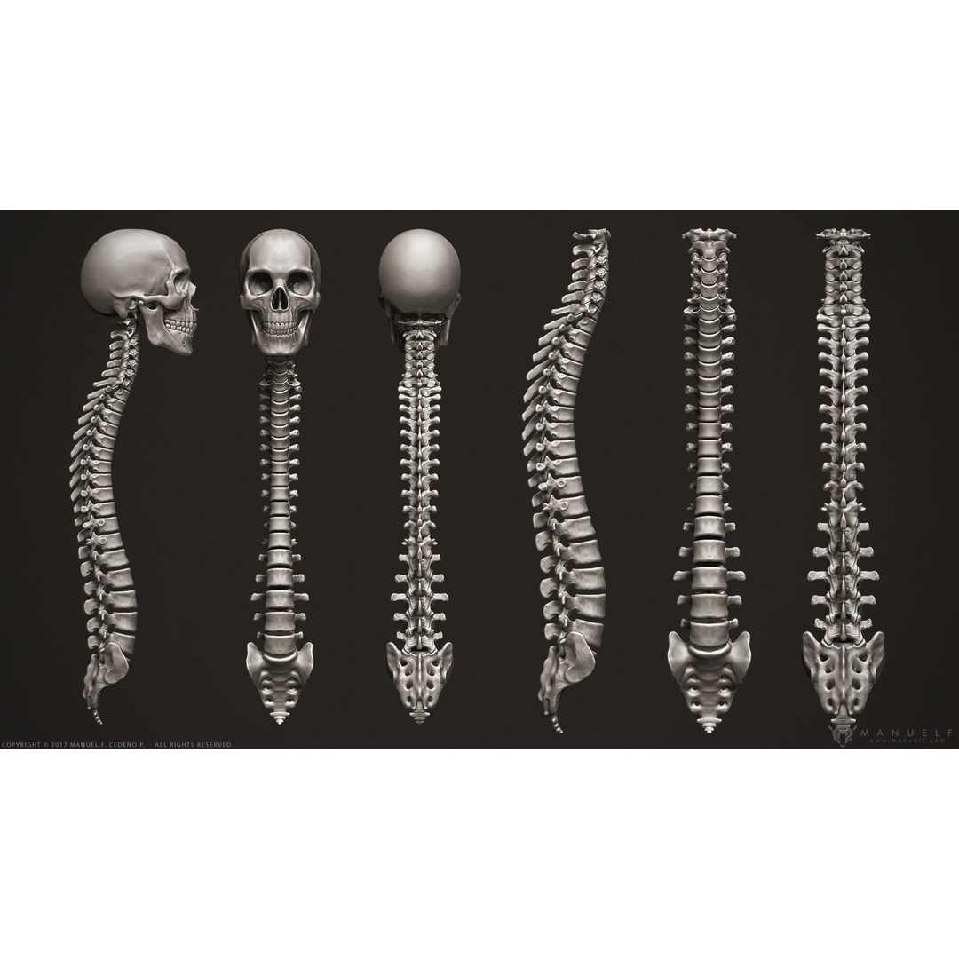 Human Skeleton 3D Model – High Poly Anatomical Sculpture, OBJ - View 4