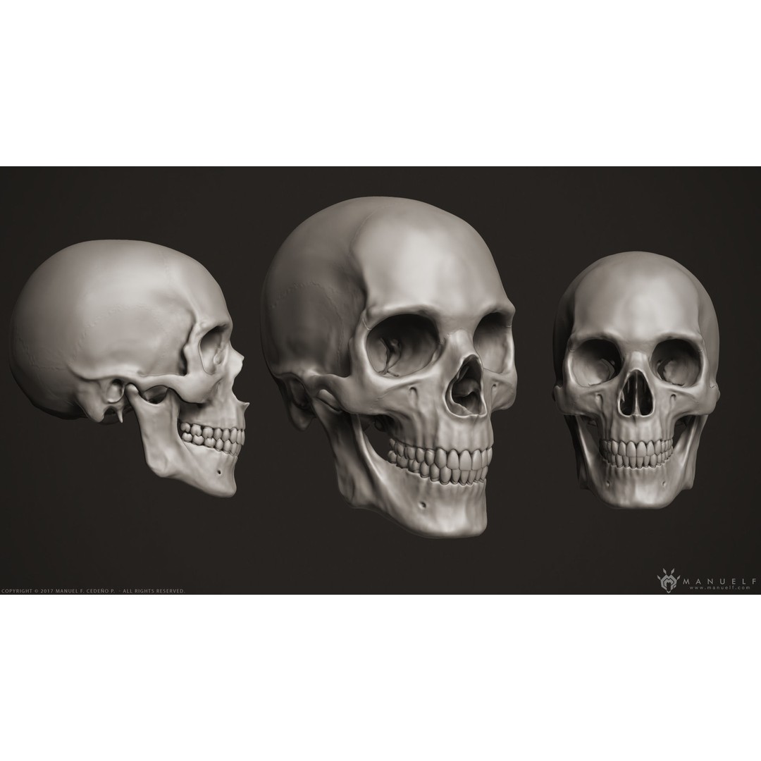 Human Skeleton 3D Model – High Poly Anatomical Sculpture, OBJ - View 5