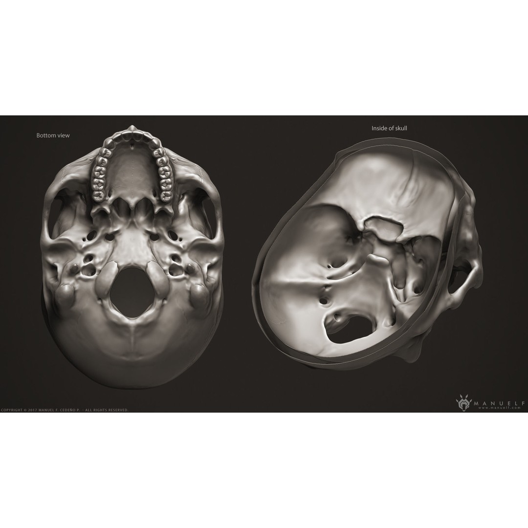 Human Skeleton 3D Model – High Poly Anatomical Sculpture, OBJ - View 6