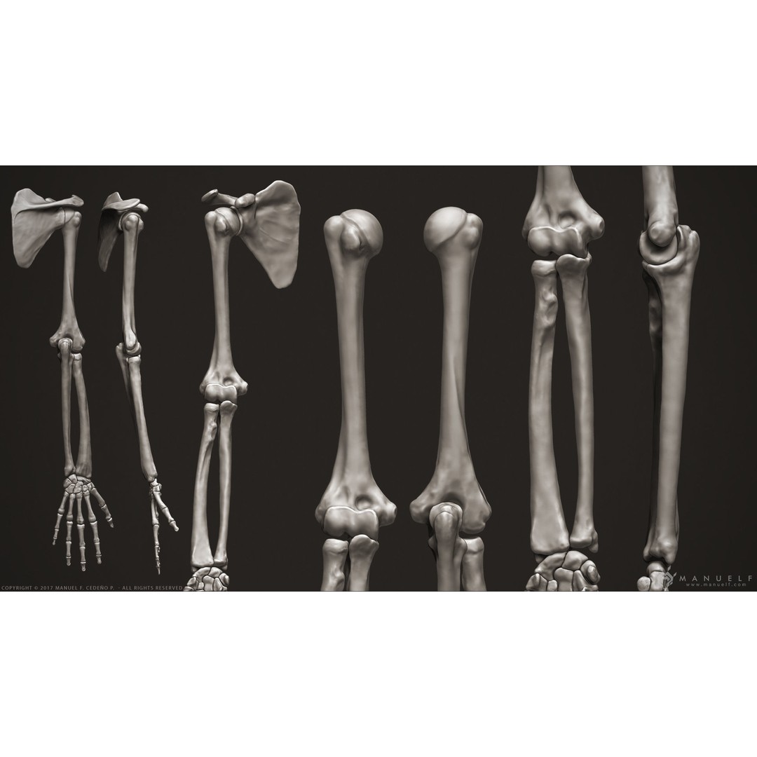 Human Skeleton 3D Model – High Poly Anatomical Sculpture, OBJ - View 9