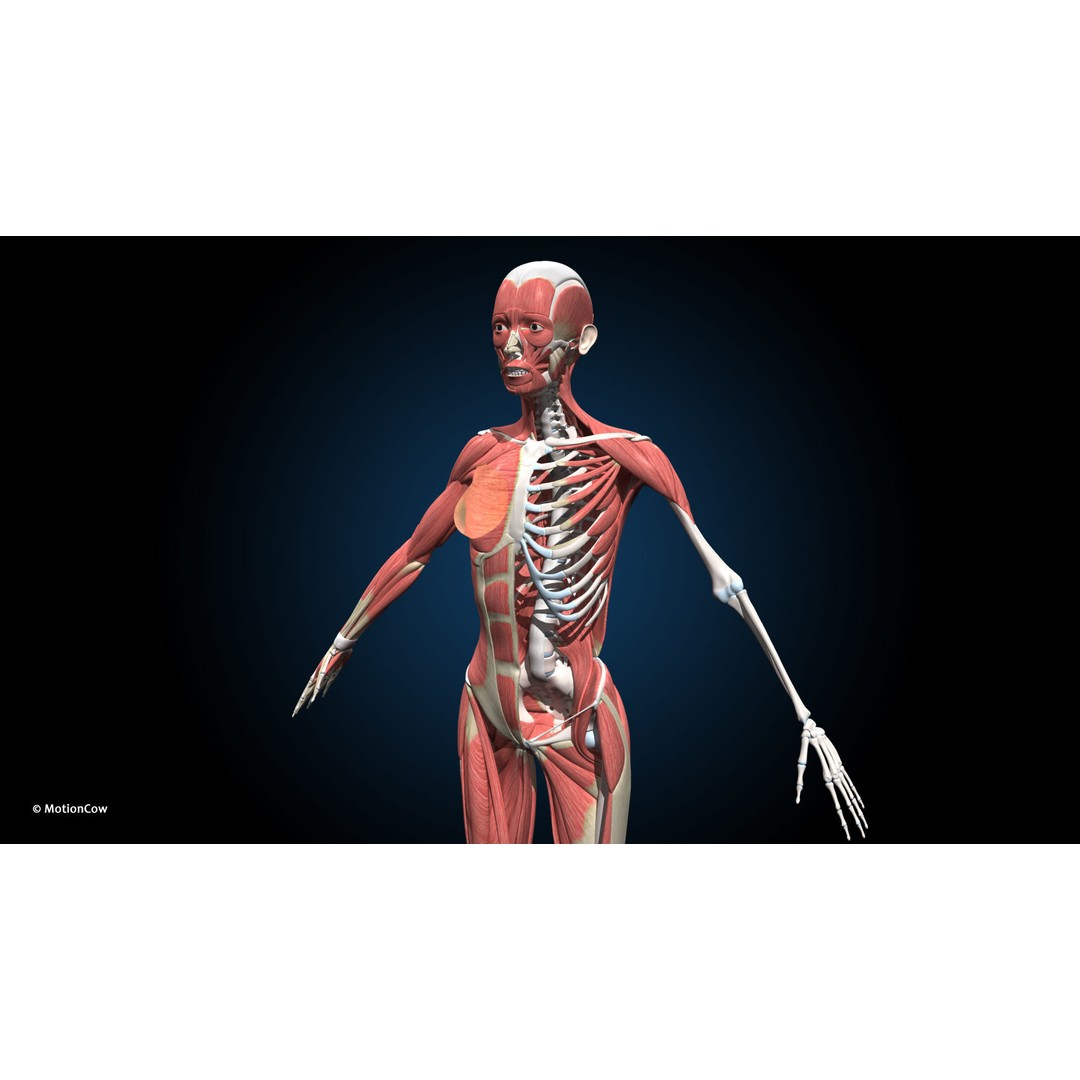 Female Muscular Skeletal 3D Model – Advanced Rigged Anatomy Asset, FBX - View 10