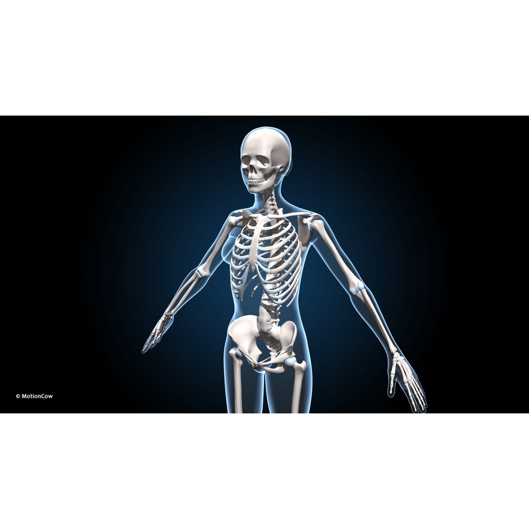 Female Muscular Skeletal 3D Model – Advanced Rigged Anatomy Asset, FBX - View 11