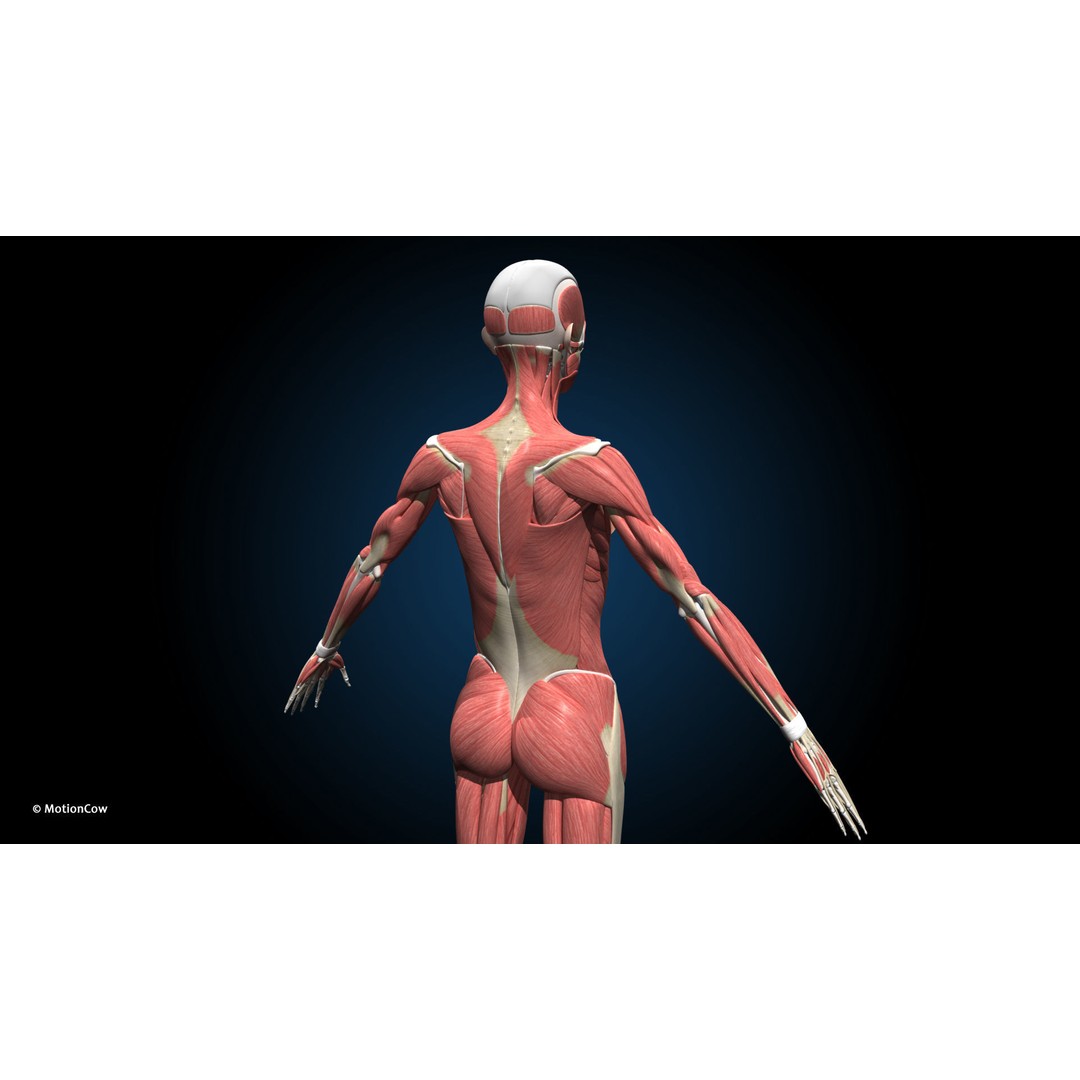 Female Muscular Skeletal 3D Model – Advanced Rigged Anatomy Asset, FBX - View 12
