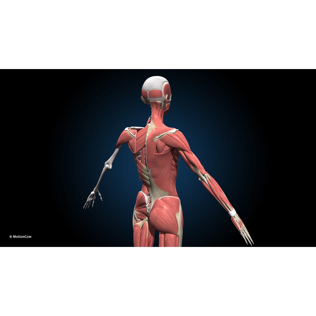 Female Muscular Skeletal 3D Model – Advanced Rigged Anatomy Asset, FBX - View 13
