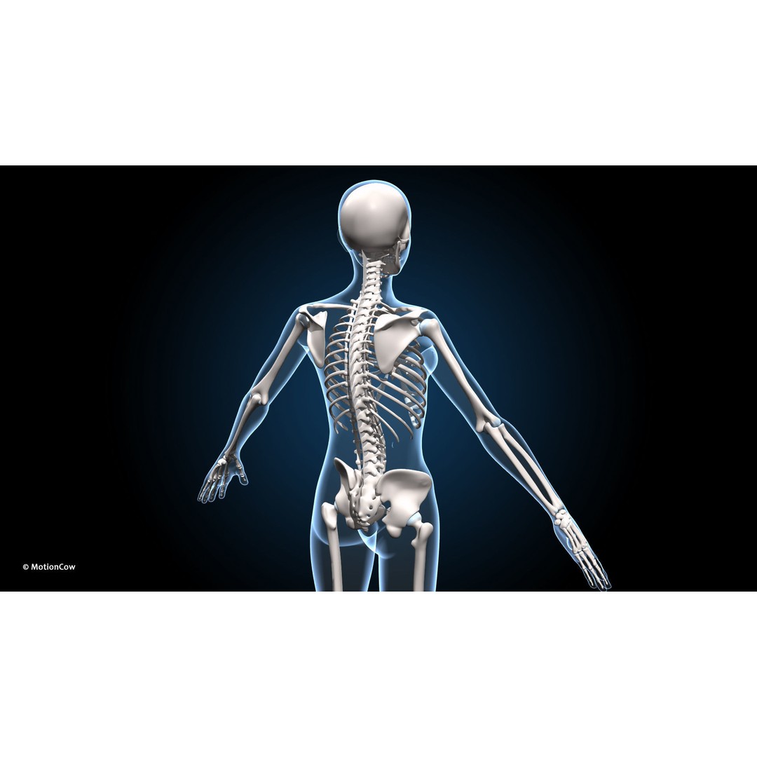 Female Muscular Skeletal 3D Model – Advanced Rigged Anatomy Asset, FBX - View 14