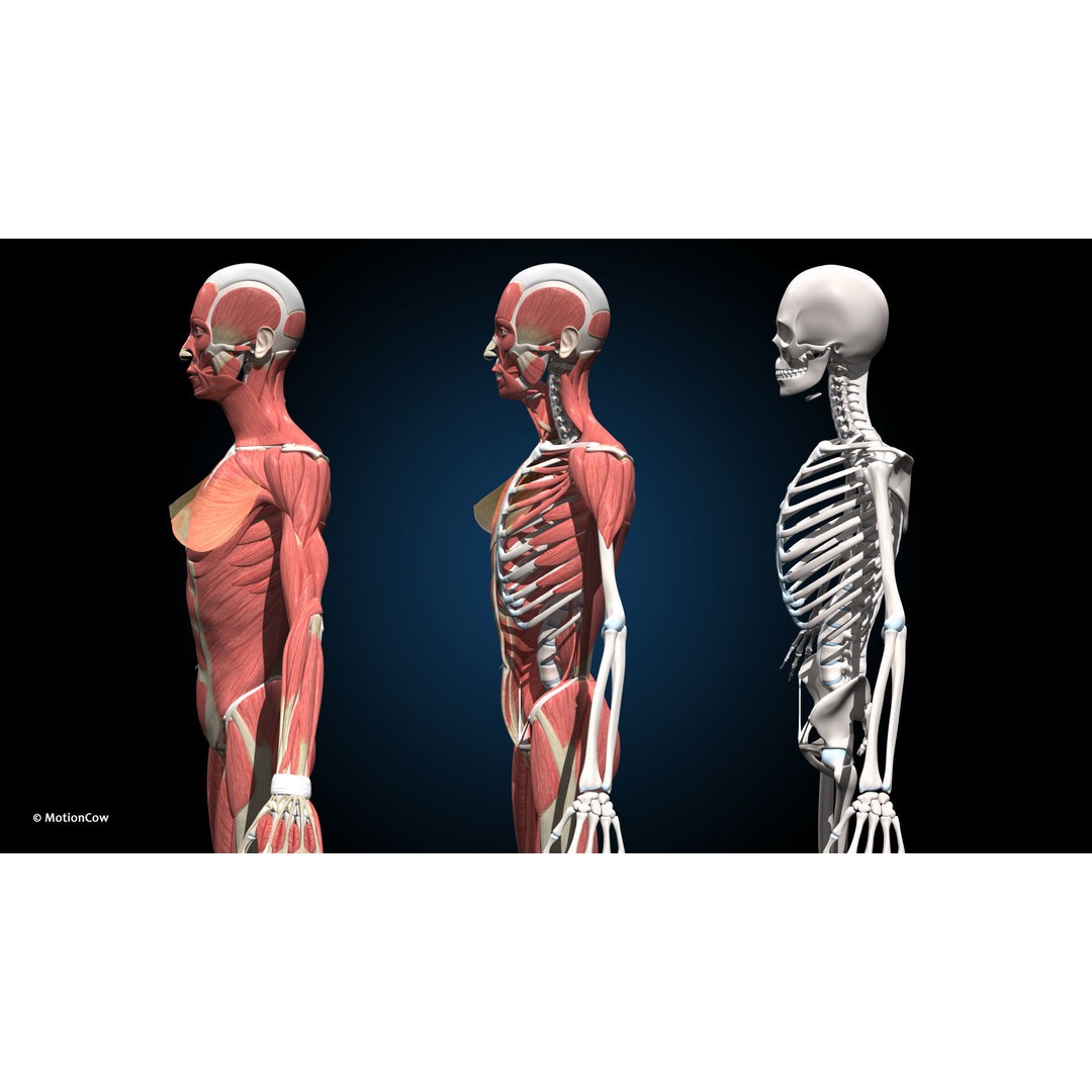 Female Muscular Skeletal 3D Model – Advanced Rigged Anatomy Asset, FBX - View 15