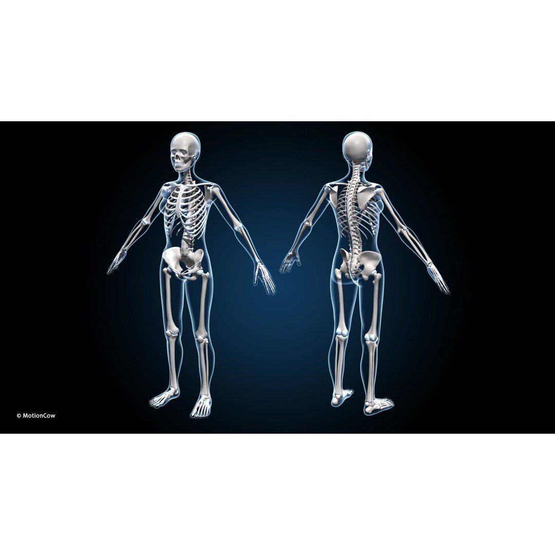 Female Muscular Skeletal 3D Model – Advanced Rigged Anatomy Asset, FBX - View 16
