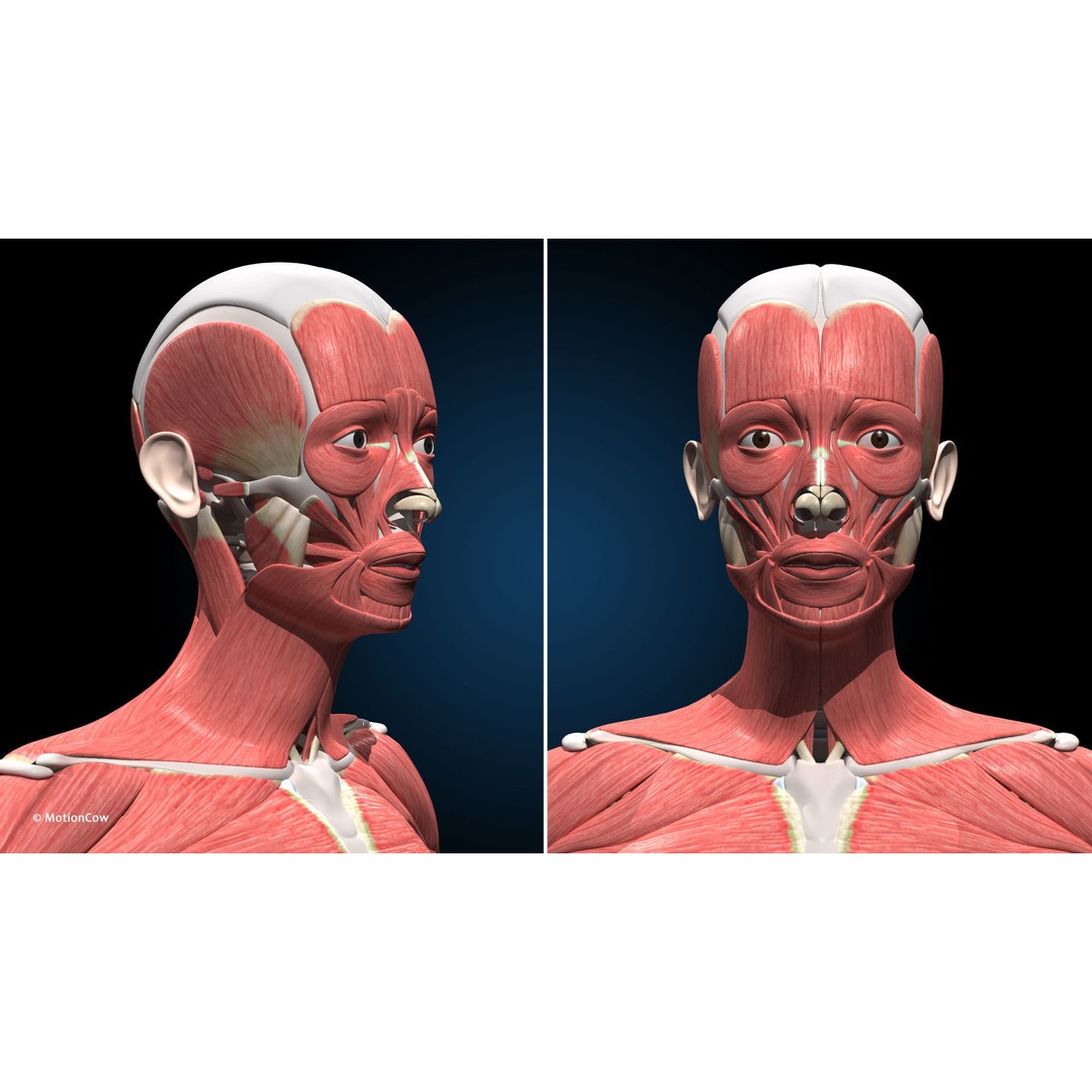 Female Muscular Skeletal 3D Model – Advanced Rigged Anatomy Asset, FBX - View 19
