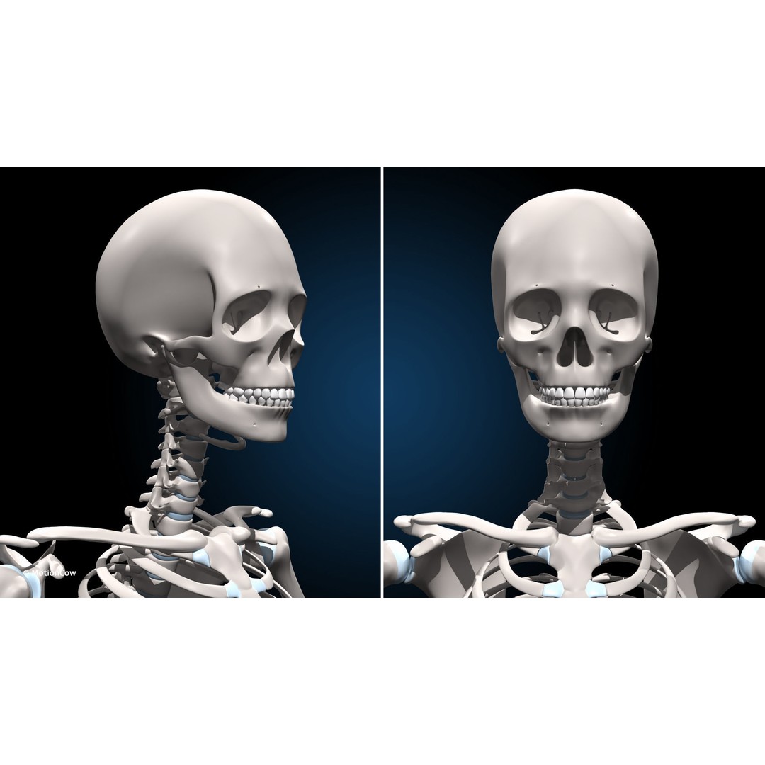 Female Muscular Skeletal 3D Model – Advanced Rigged Anatomy Asset, FBX - View 20