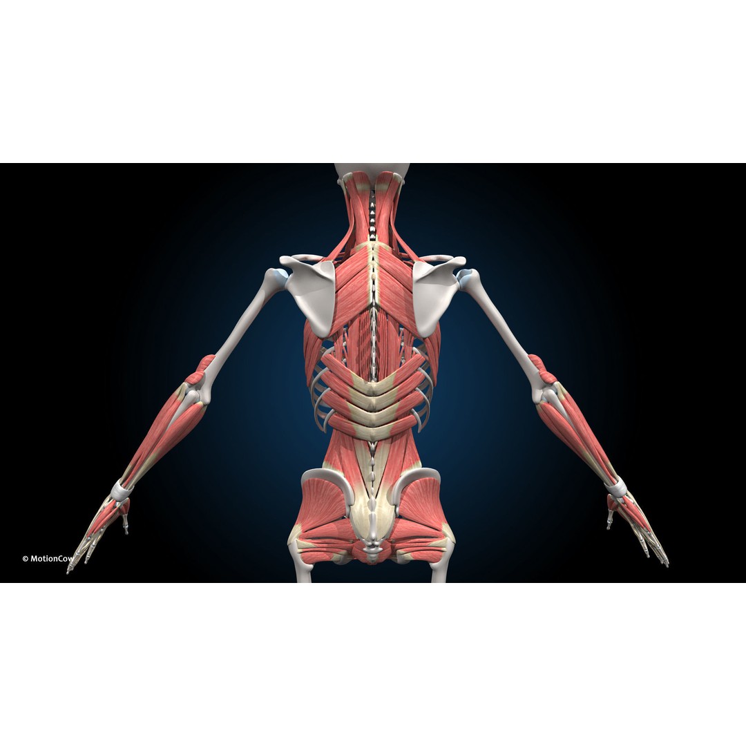 Female Muscular Skeletal 3D Model – Advanced Rigged Anatomy Asset, FBX - View 21