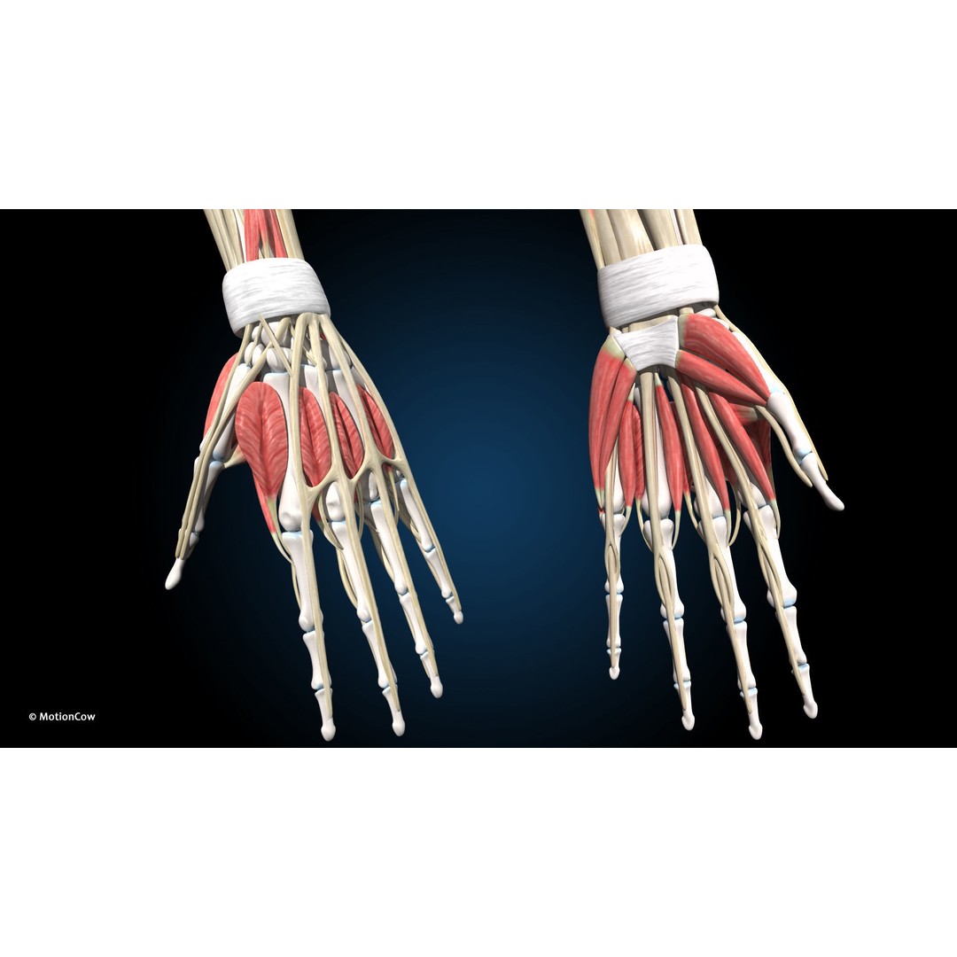 Female Muscular Skeletal 3D Model – Advanced Rigged Anatomy Asset, FBX - View 23