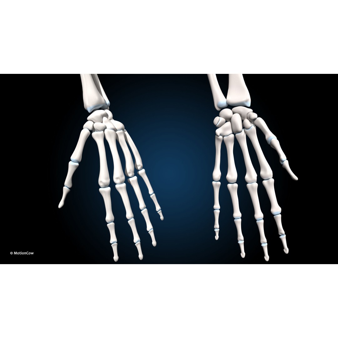 Female Muscular Skeletal 3D Model – Advanced Rigged Anatomy Asset, FBX - View 24