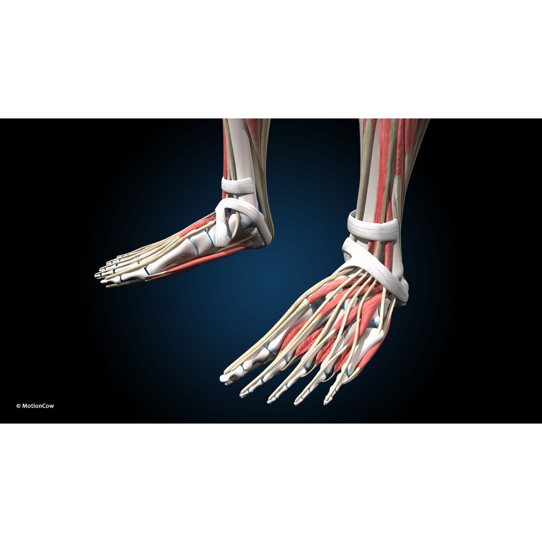 Female Muscular Skeletal 3D Model – Advanced Rigged Anatomy Asset, FBX - View 25
