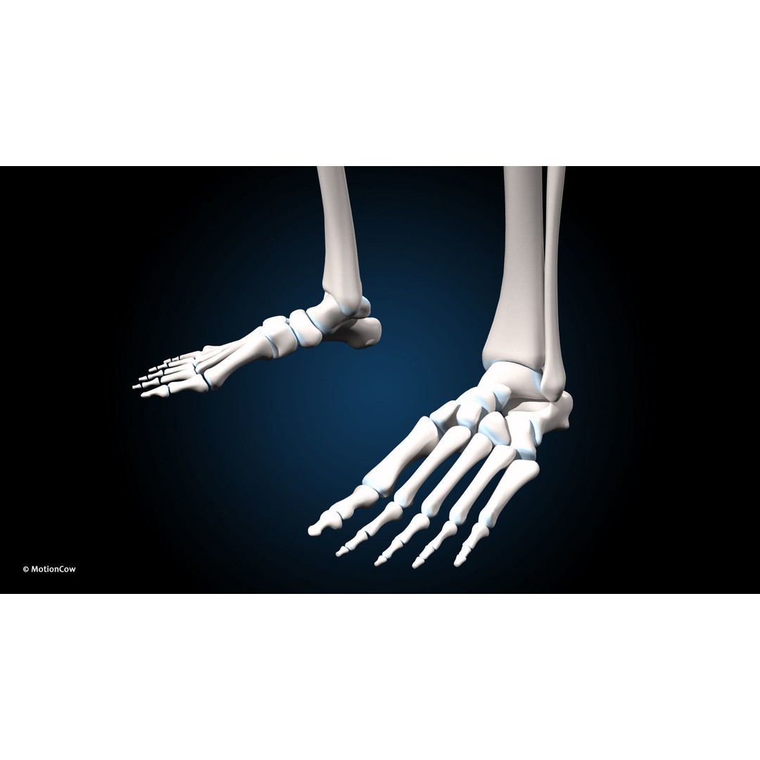 Female Muscular Skeletal 3D Model – Advanced Rigged Anatomy Asset, FBX - View 26