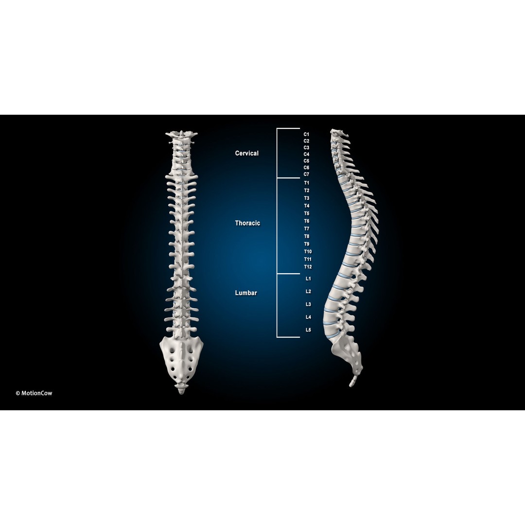 Female Muscular Skeletal 3D Model – Advanced Rigged Anatomy Asset, FBX - View 27