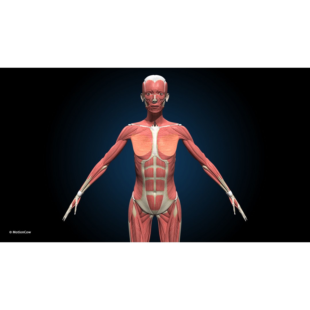 Female Muscular Skeletal 3D Model – Advanced Rigged Anatomy Asset, FBX - View 3