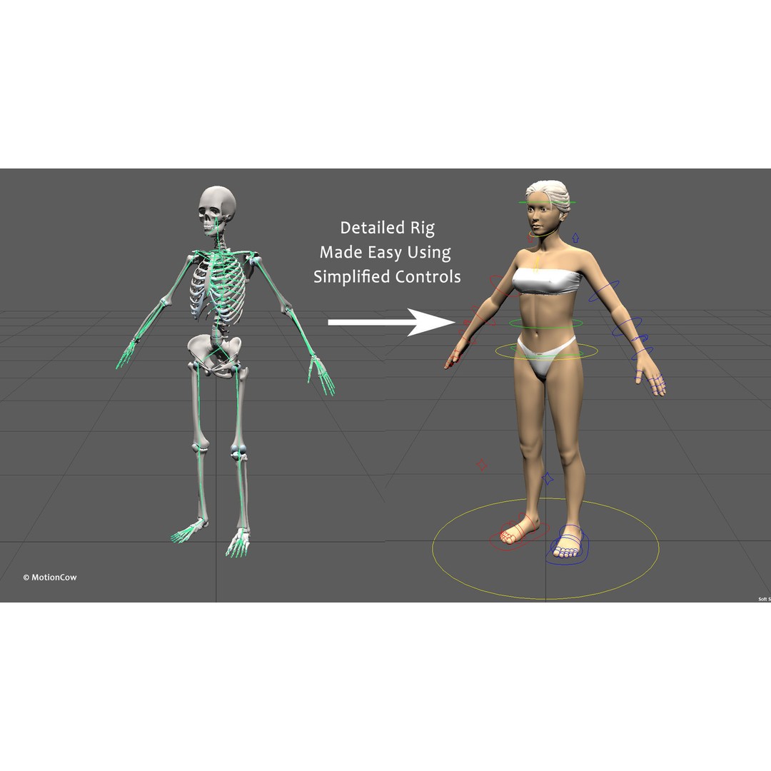 Female Muscular Skeletal 3D Model – Advanced Rigged Anatomy Asset, FBX - View 31