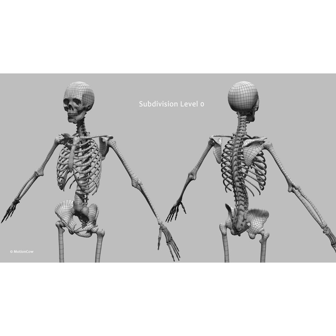 Female Muscular Skeletal 3D Model – Advanced Rigged Anatomy Asset, FBX - View 32
