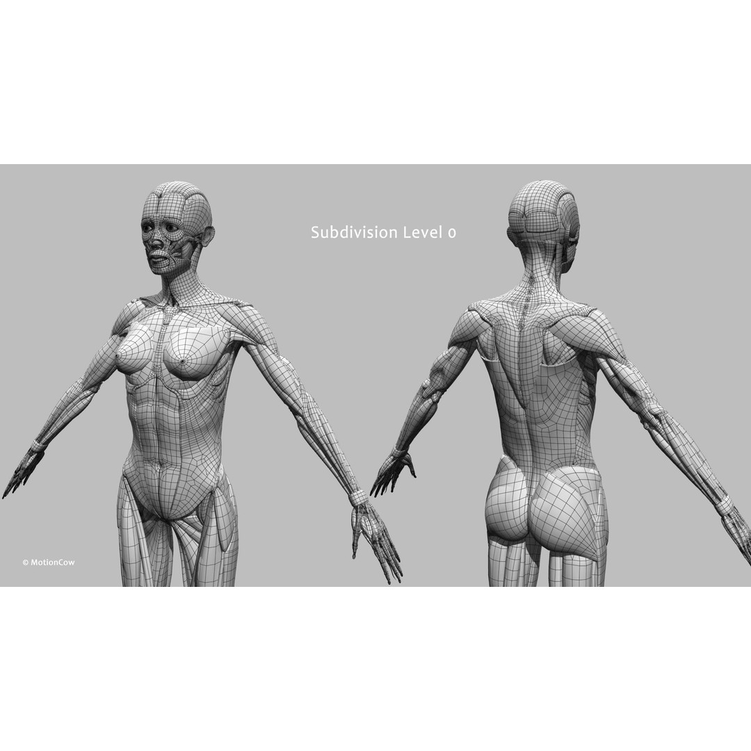 Female Muscular Skeletal 3D Model – Advanced Rigged Anatomy Asset, FBX - View 33