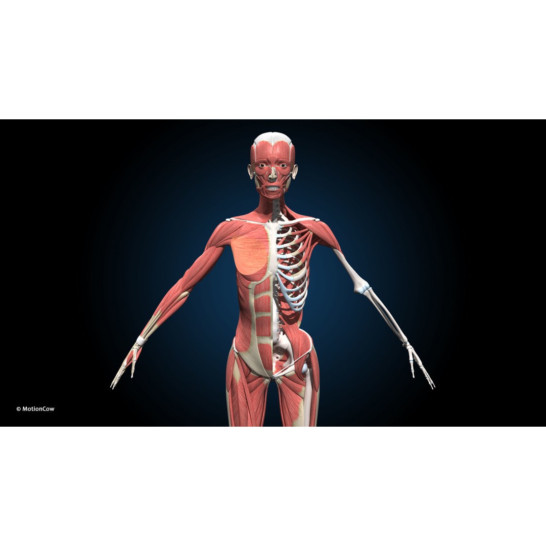 Female Muscular Skeletal 3D Model – Advanced Rigged Anatomy Asset, FBX - View 4