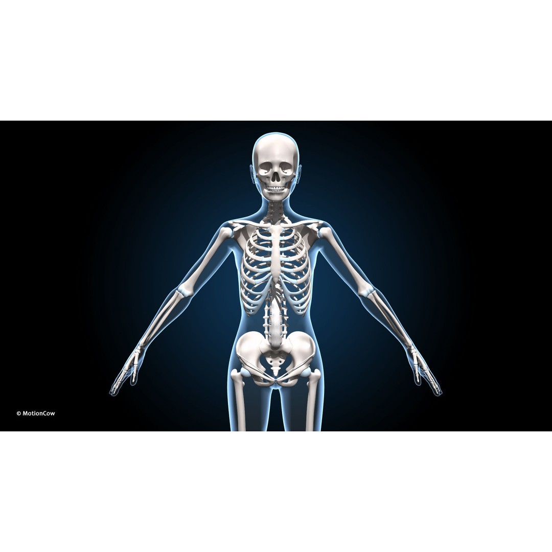 Female Muscular Skeletal 3D Model – Advanced Rigged Anatomy Asset, FBX - View 5