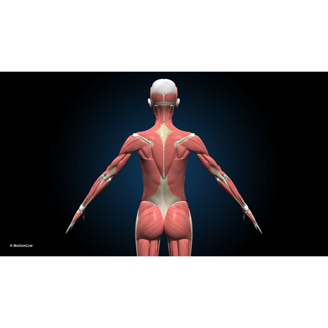 Female Muscular Skeletal 3D Model – Advanced Rigged Anatomy Asset, FBX - View 6