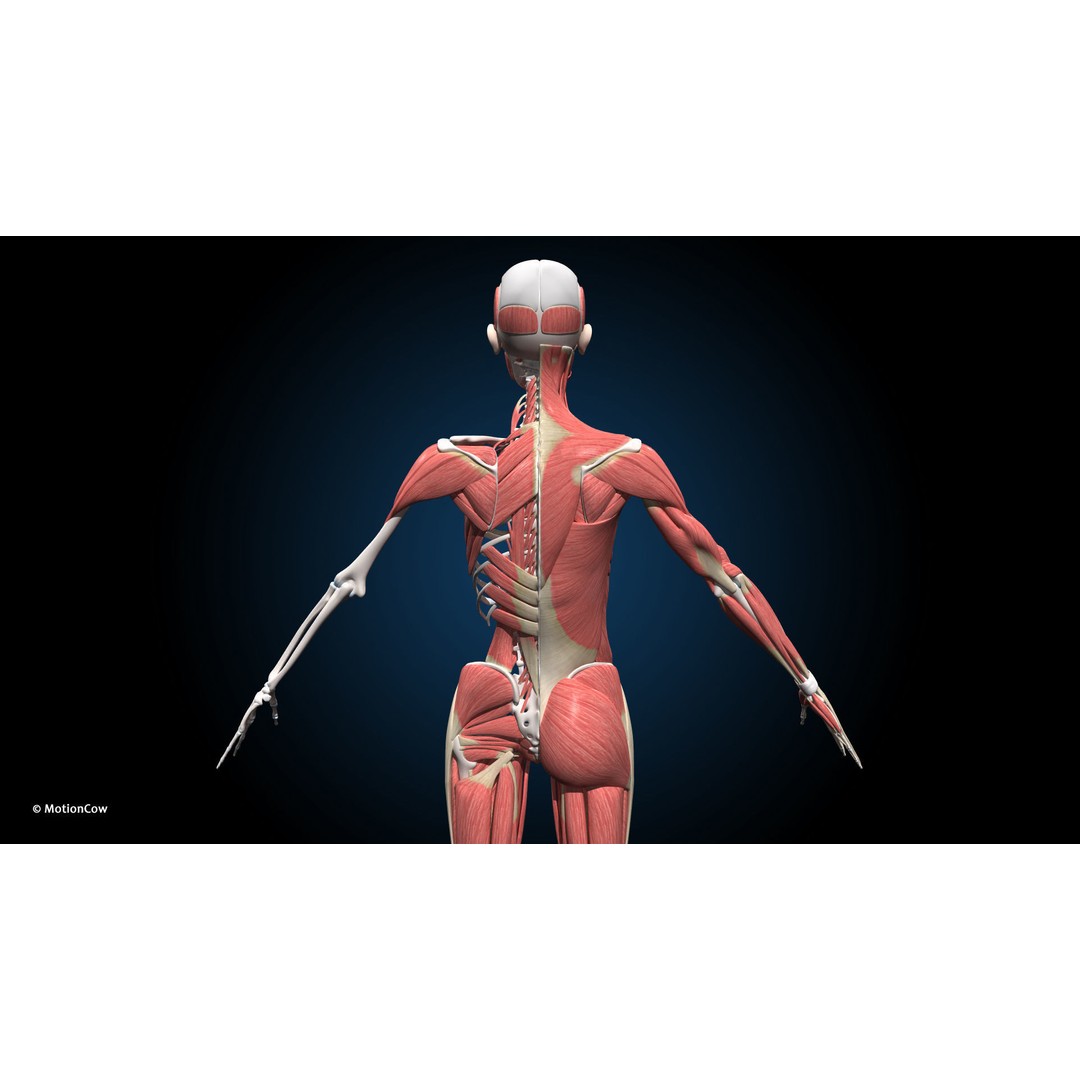 Female Muscular Skeletal 3D Model – Advanced Rigged Anatomy Asset, FBX - View 7
