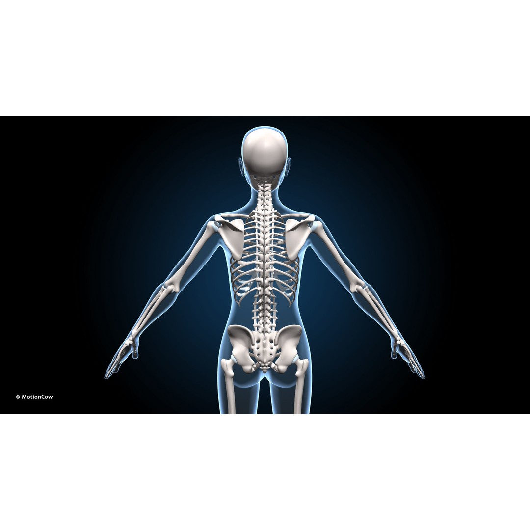 Female Muscular Skeletal 3D Model – Advanced Rigged Anatomy Asset, FBX - View 8