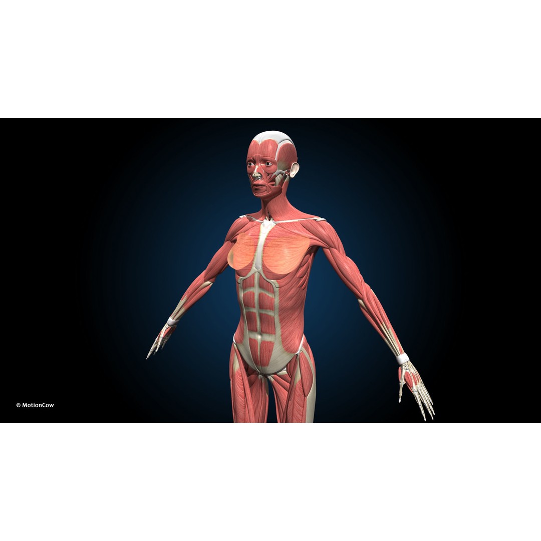 Female Muscular Skeletal 3D Model – Advanced Rigged Anatomy Asset, FBX - View 9